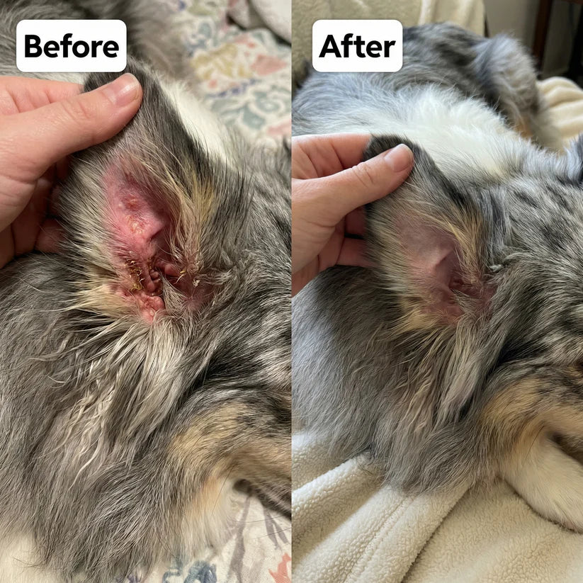 Alivio Natural para Infecciones por Hongos