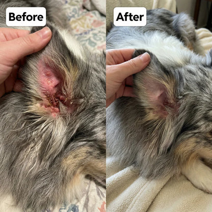 Alivio Natural para Infecciones por Hongos